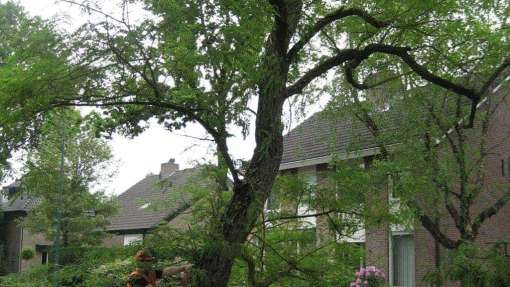 Borne bomen rooien